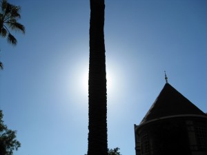 Sun behind palm tree