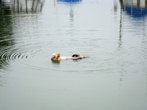 Sea Otter chilling out in Moss Landing