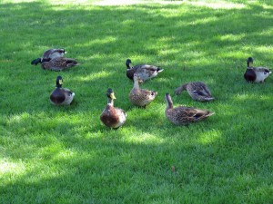 Ducks on the lawn