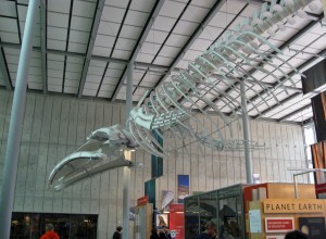 Blue whale skeleton cast