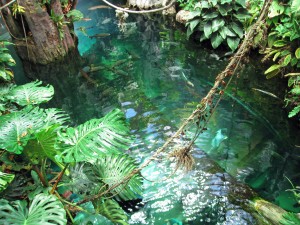 Flooded forest exhibit