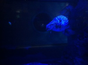 Nautilus