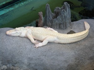 Albino alligator