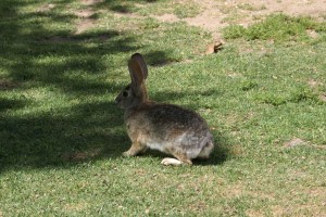 Rabbit on the grounds of the Heritage Museum