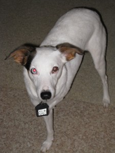 The Little Devil