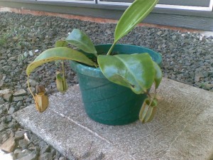 Nepenthes bicalcarata