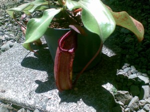 Nepenthes red dragon