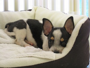 New puppy!