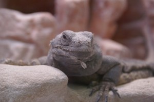 Chuckwalla at Red Rock Canyon Visitor Center